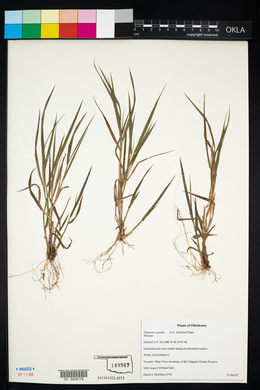 Digitaria cognata image