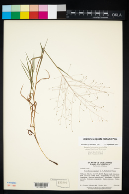 Digitaria cognata image