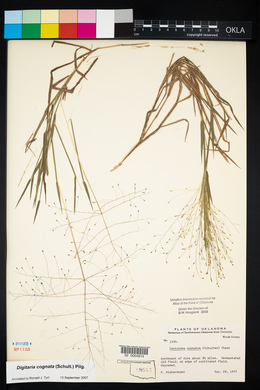 Digitaria cognata image