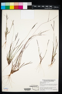 Digitaria filiformis image