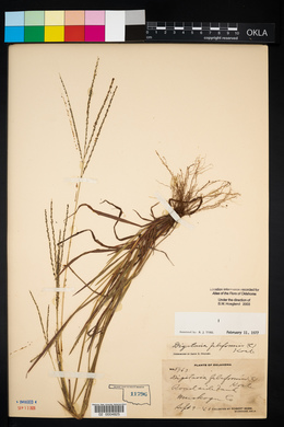 Digitaria filiformis image