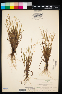 Digitaria filiformis image