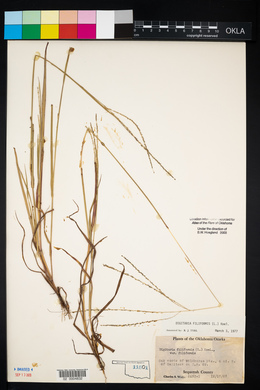 Digitaria filiformis image