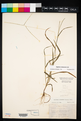 Digitaria violascens image