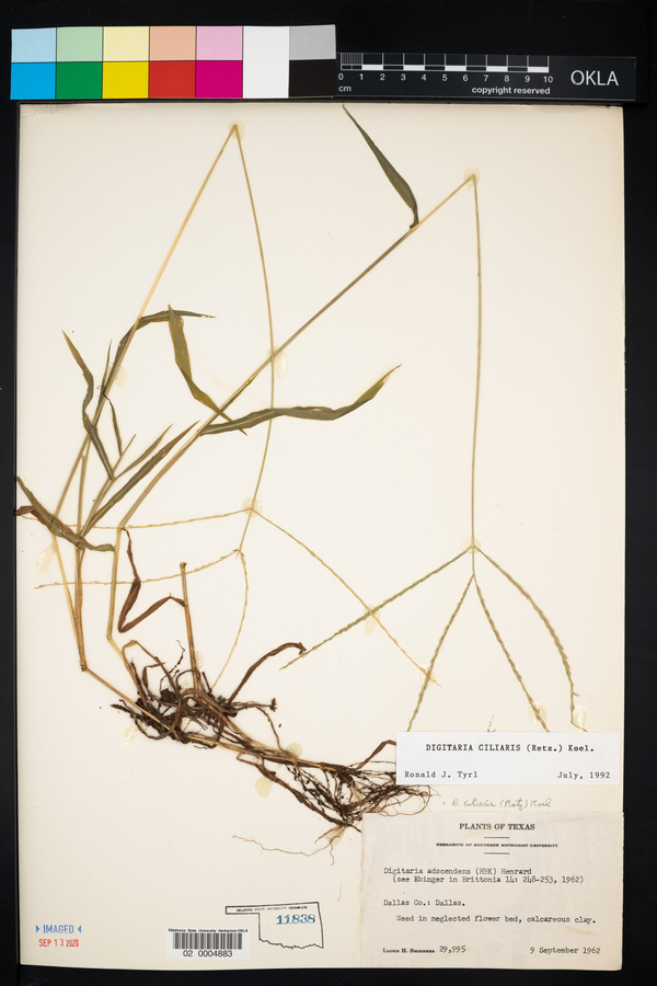 Digitaria ciliaris image