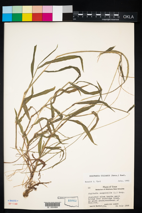 Digitaria ciliaris image