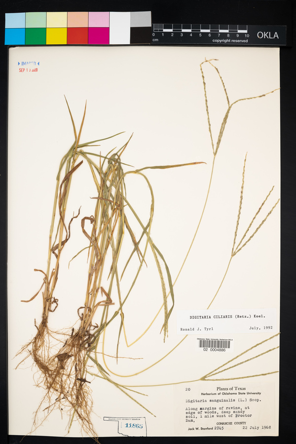 Digitaria ciliaris image