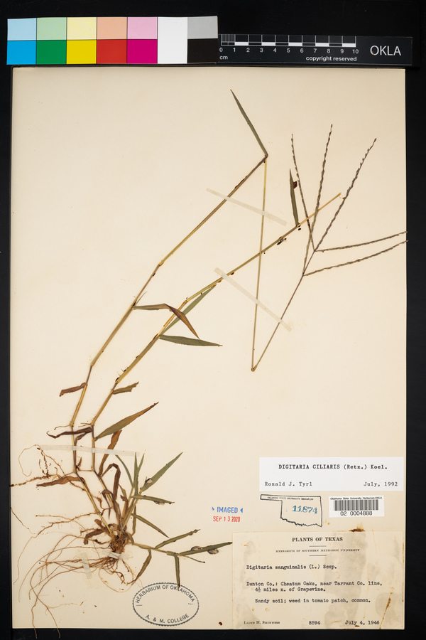 Digitaria ciliaris image