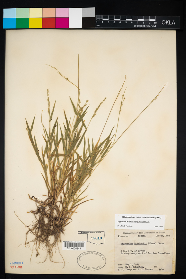 Digitaria hitchcockii image