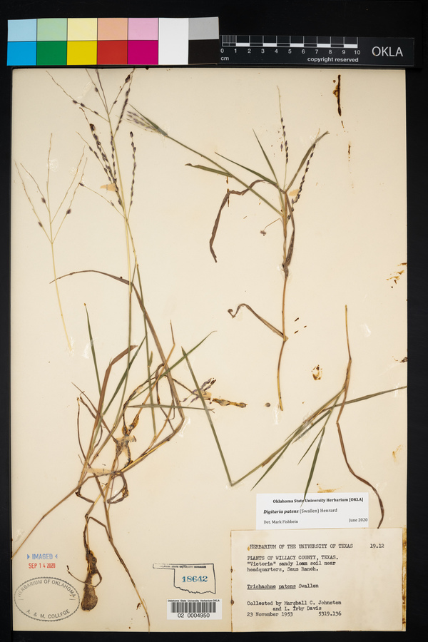 Digitaria patens image