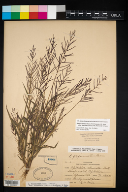 Leptochloa panicea subsp. mucronata image