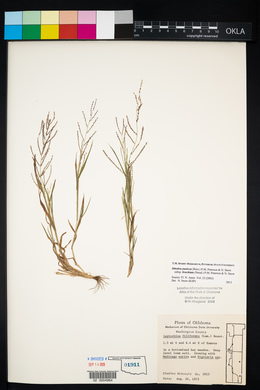 Leptochloa panicea image