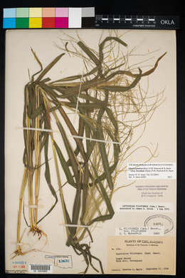 Leptochloa panicea image