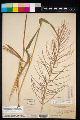 Leptochloa panicea image