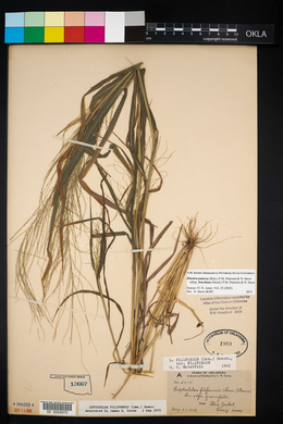 Leptochloa panicea image