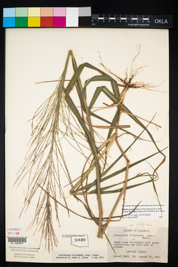 Leptochloa panicea subsp. brachiata image