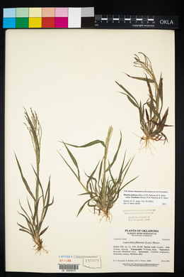 Leptochloa panicea image