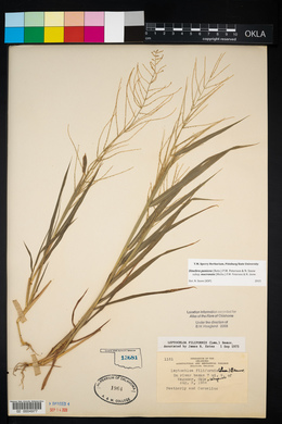 Leptochloa panicea image