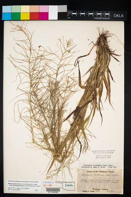 Leptochloa panicea subsp. brachiata image