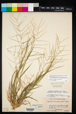 Leptochloa panicea subsp. mucronata image