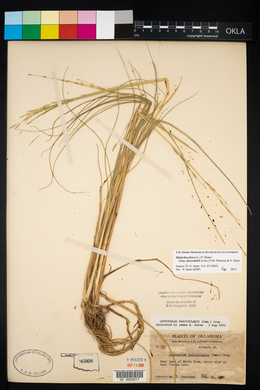 Diplachne fusca subsp. fascicularis image