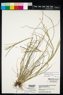 Diplachne fusca subsp. fascicularis image