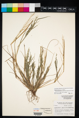 Diplachne fusca subsp. fascicularis image