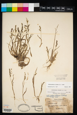 Echinochloa colona image