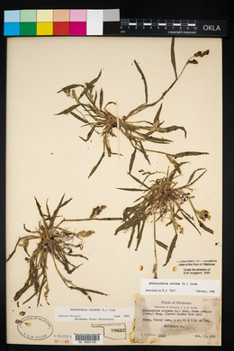 Echinochloa colona image