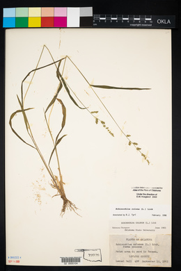 Echinochloa colona image