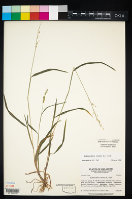 Echinochloa colona image