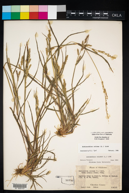 Echinochloa colona image