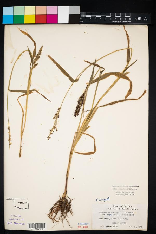 Echinochloa crus-galli var. frumentacea image