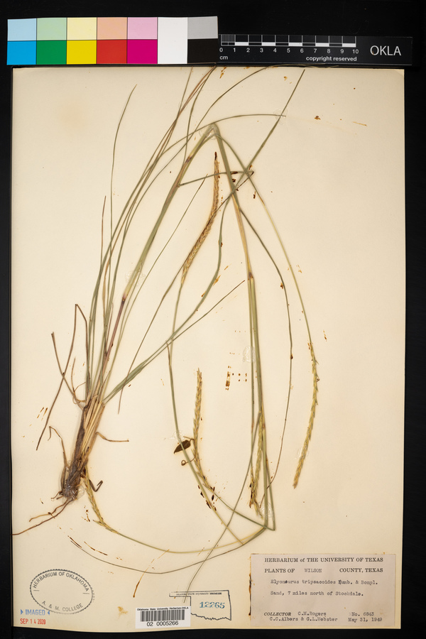 Elyonurus tripsacoides image
