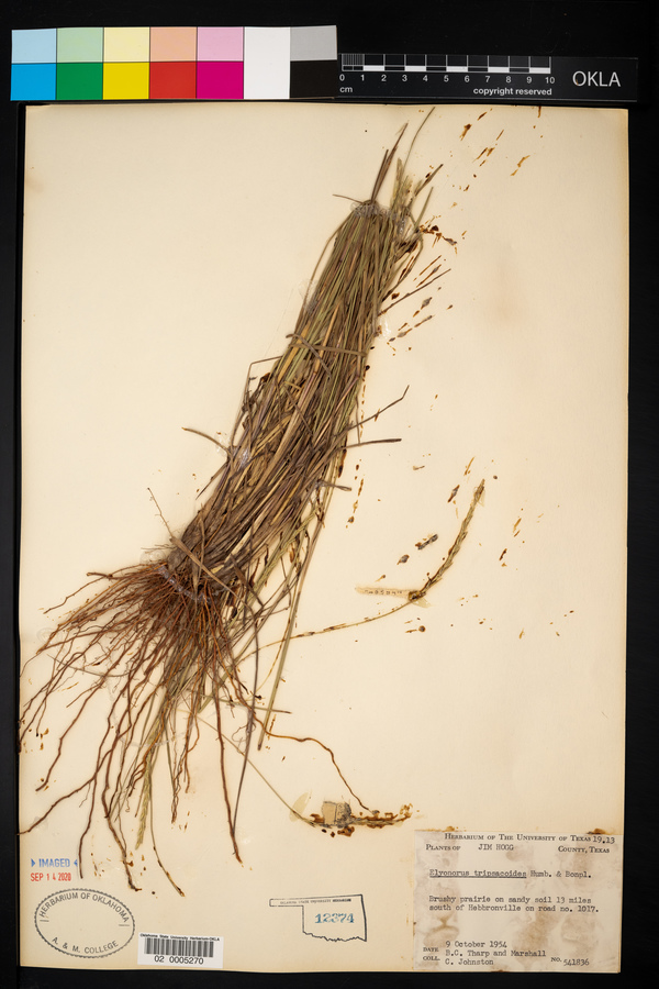 Elyonurus tripsacoides image