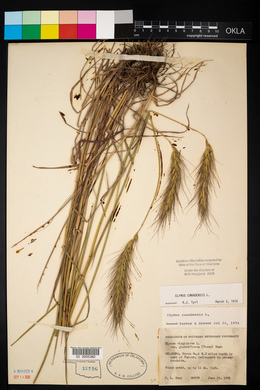 Elymus glabriflorus image