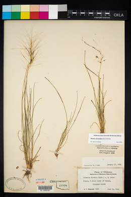 Elymus elymoides subsp. elymoides image