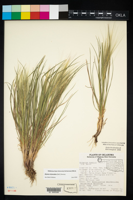 Elymus elymoides subsp. elymoides image