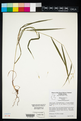 Elymus hystrix image