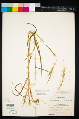 Elymus hystrix image