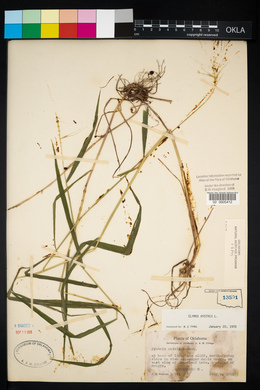 Elymus hystrix image