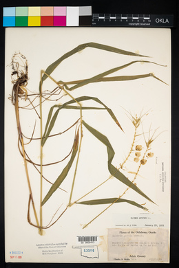 Elymus hystrix image