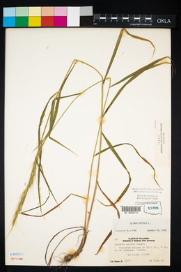 Elymus hystrix image