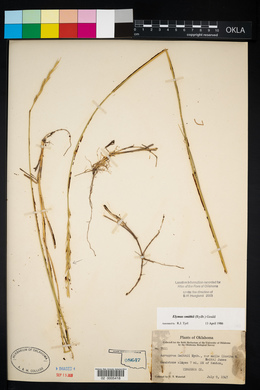 Pascopyrum smithii image