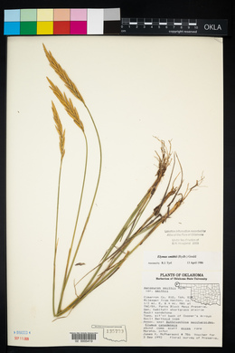 Pascopyrum smithii image