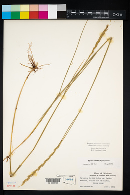 Elymus smithii image