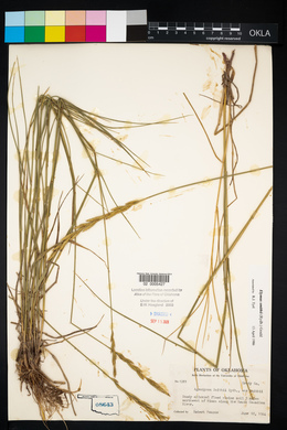 Elymus smithii image