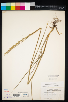 Pascopyrum smithii image