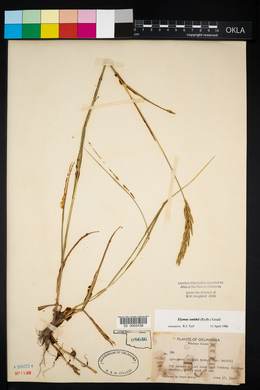 Elymus smithii image