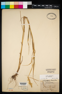 Elymus virginicus var. virginicus image